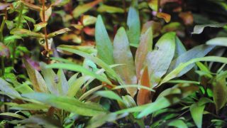 クリプトコリネ　ベケッチー
